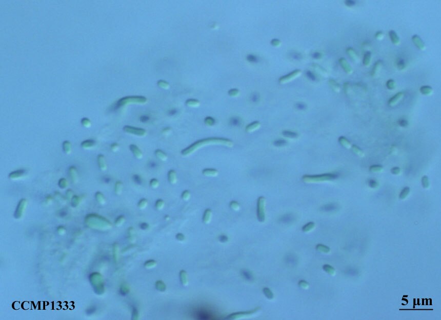 CCMP1333 | NCMA at Bigelow Laboratory